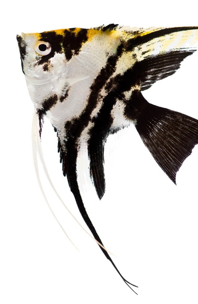Angel fish
