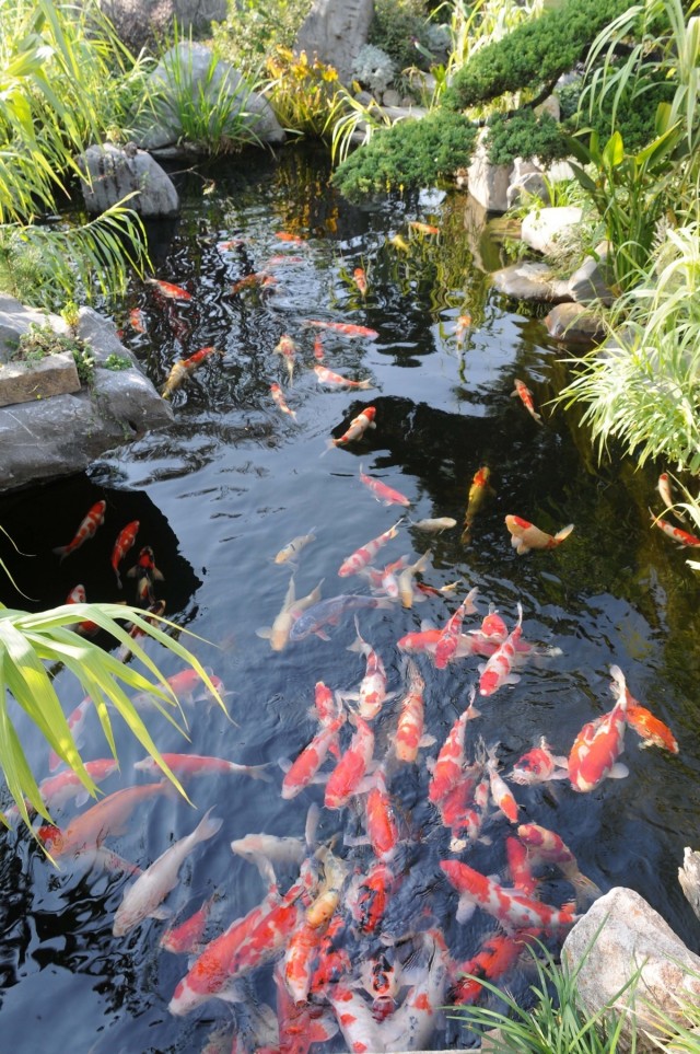 Koi Care pic