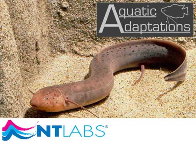 Lungfish