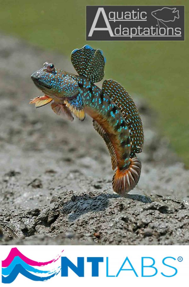 Mudskipper 2