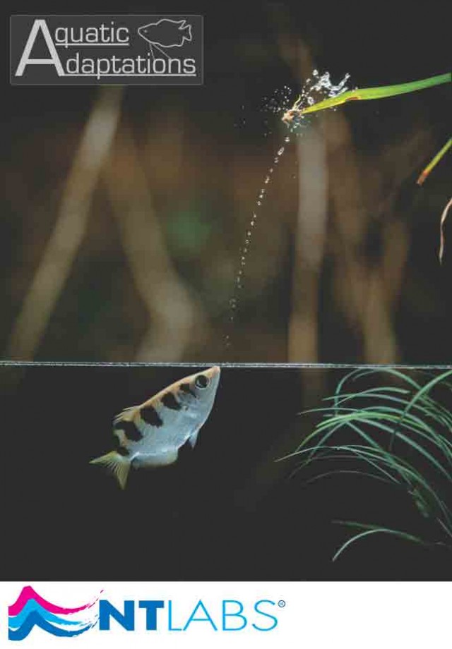 Archerfish