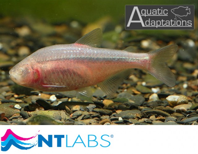 Cave Tetras