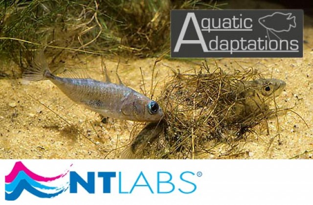 Stickleback