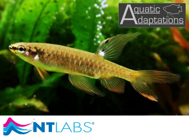 Splashing Tetra