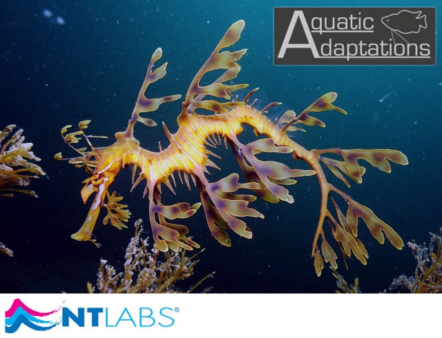 Seadragon