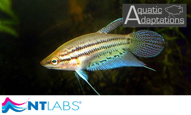 Croaking Gourami