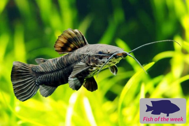 Fish of the Week - Hoplo Catfish