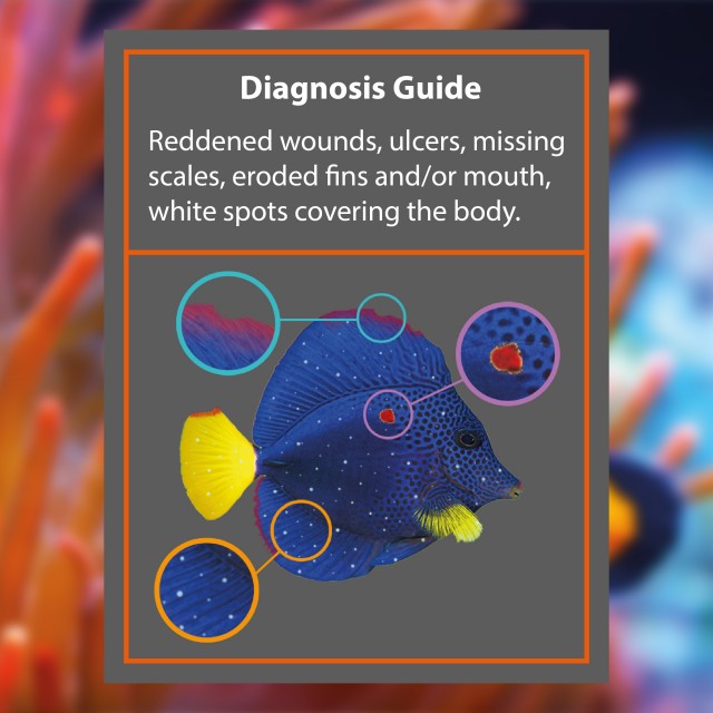 Marine Anti-Bacterial DG