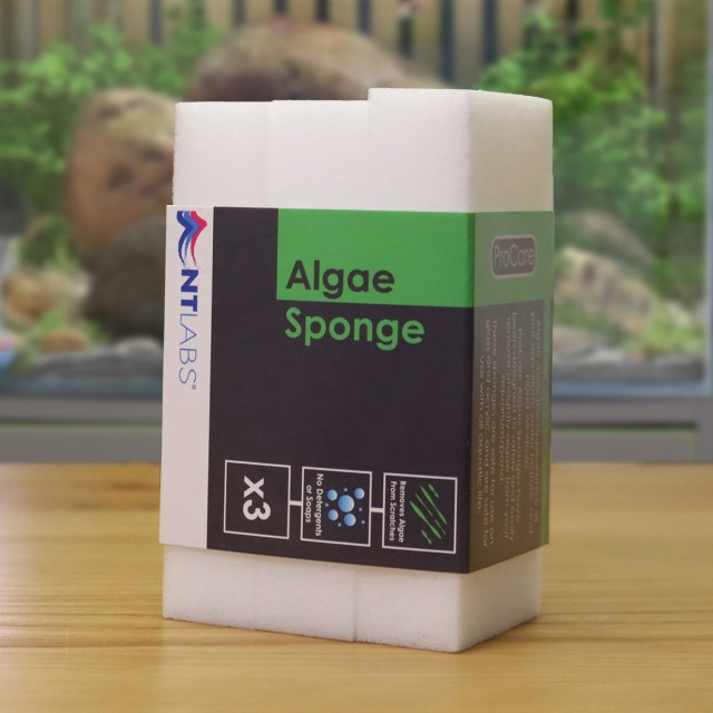 Algae Sponge Display