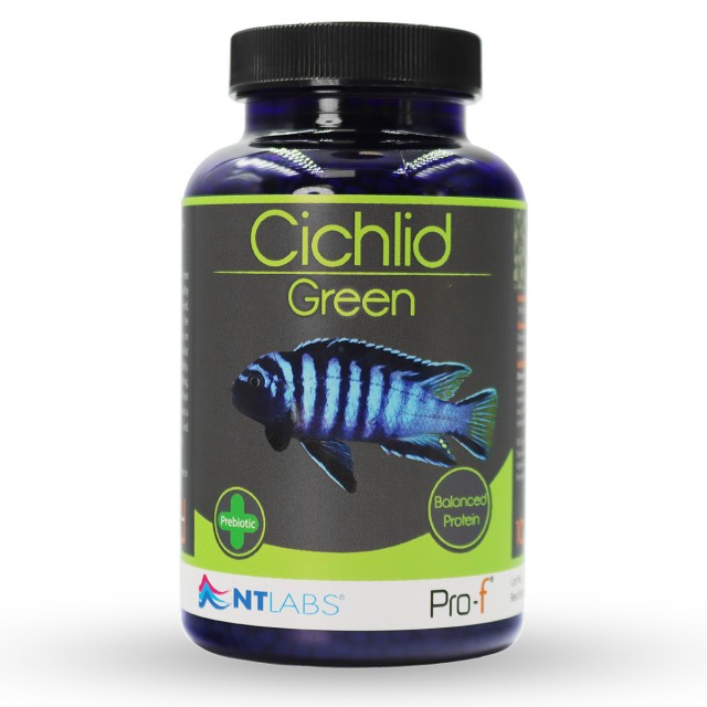 Cichlid Green Front