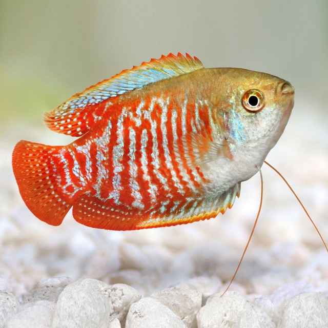 Fish Treat Tablets LS3