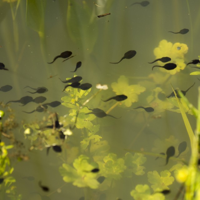 Tadpole Food LS3