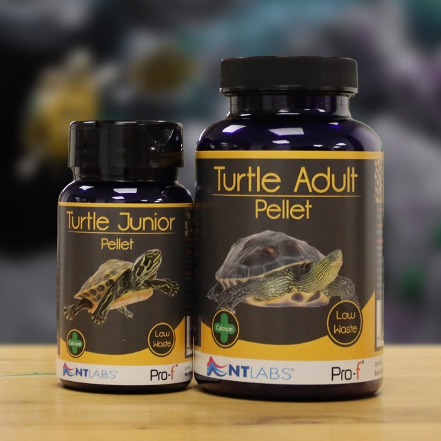 Turtle Food Adult Display