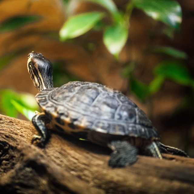 Turtle Food Adult LS3
