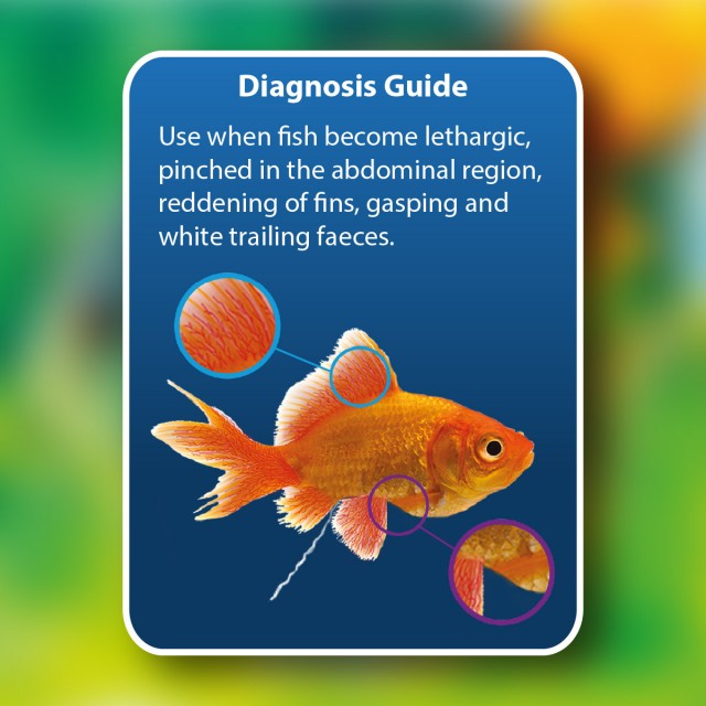 Anti-Fluke & Wormer Diagnosis Guide