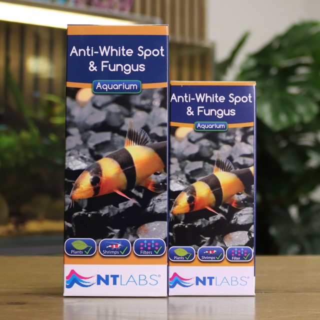 Anti-White Spot & Fungus Display